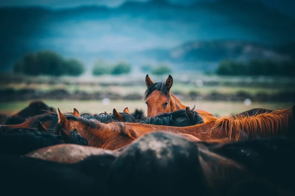 A herd of wild horses, one looking out over the others